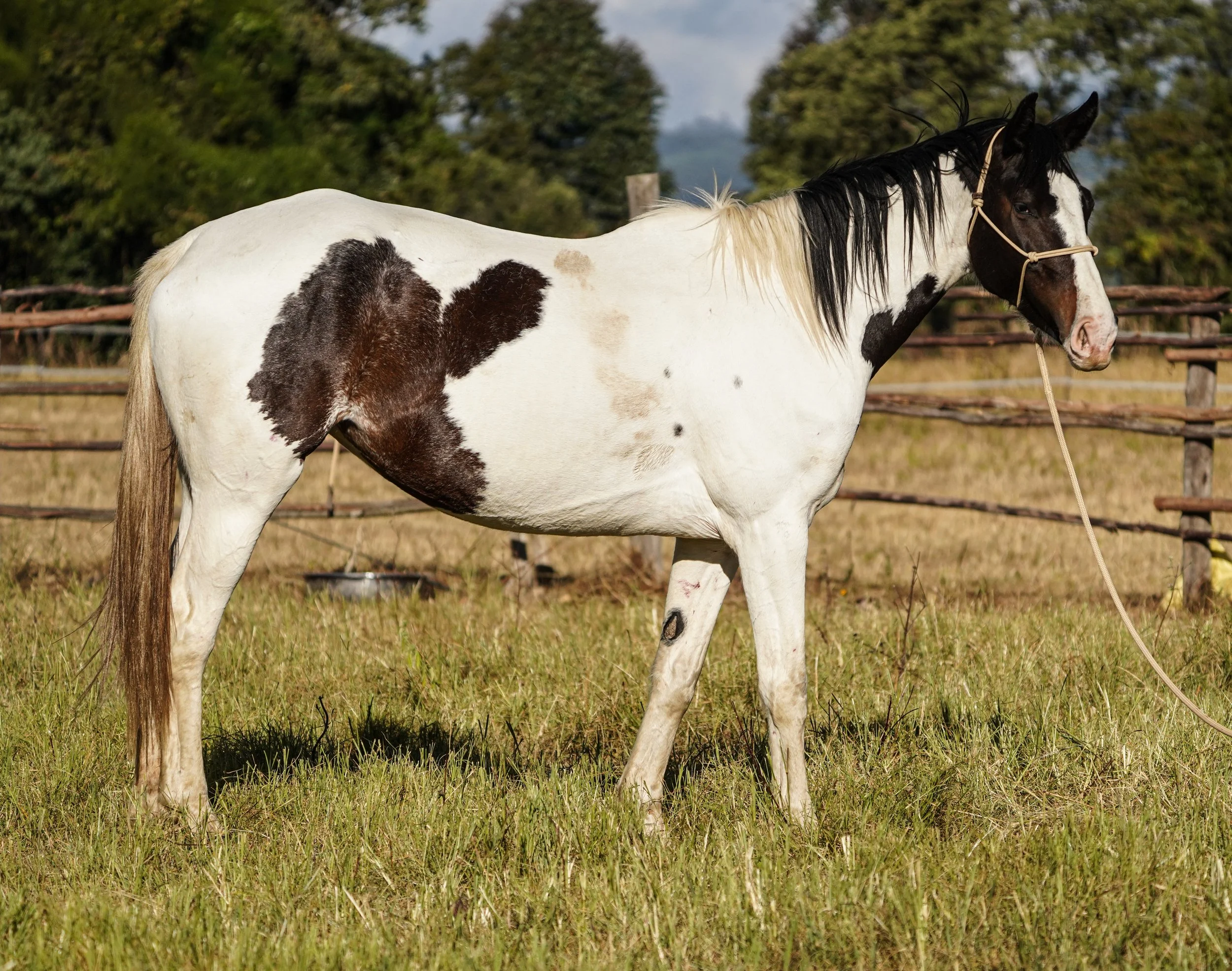 A white horse with black spots standing on grass in a fenced outdoor area, with trees and a cloudy sky in the background.