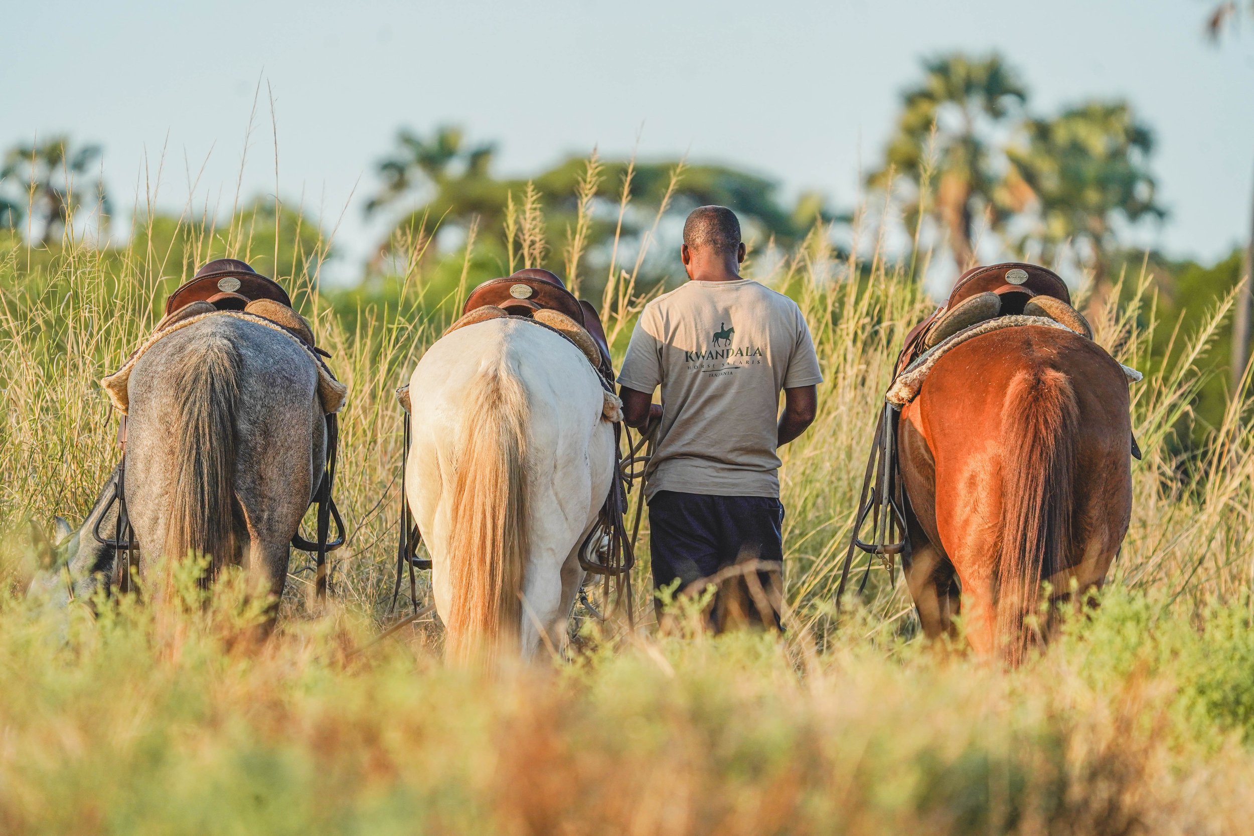 A groom  with three saddled horses standing in tall grass in a lush landscape on a horse safari in Ruaha, Tanzania.