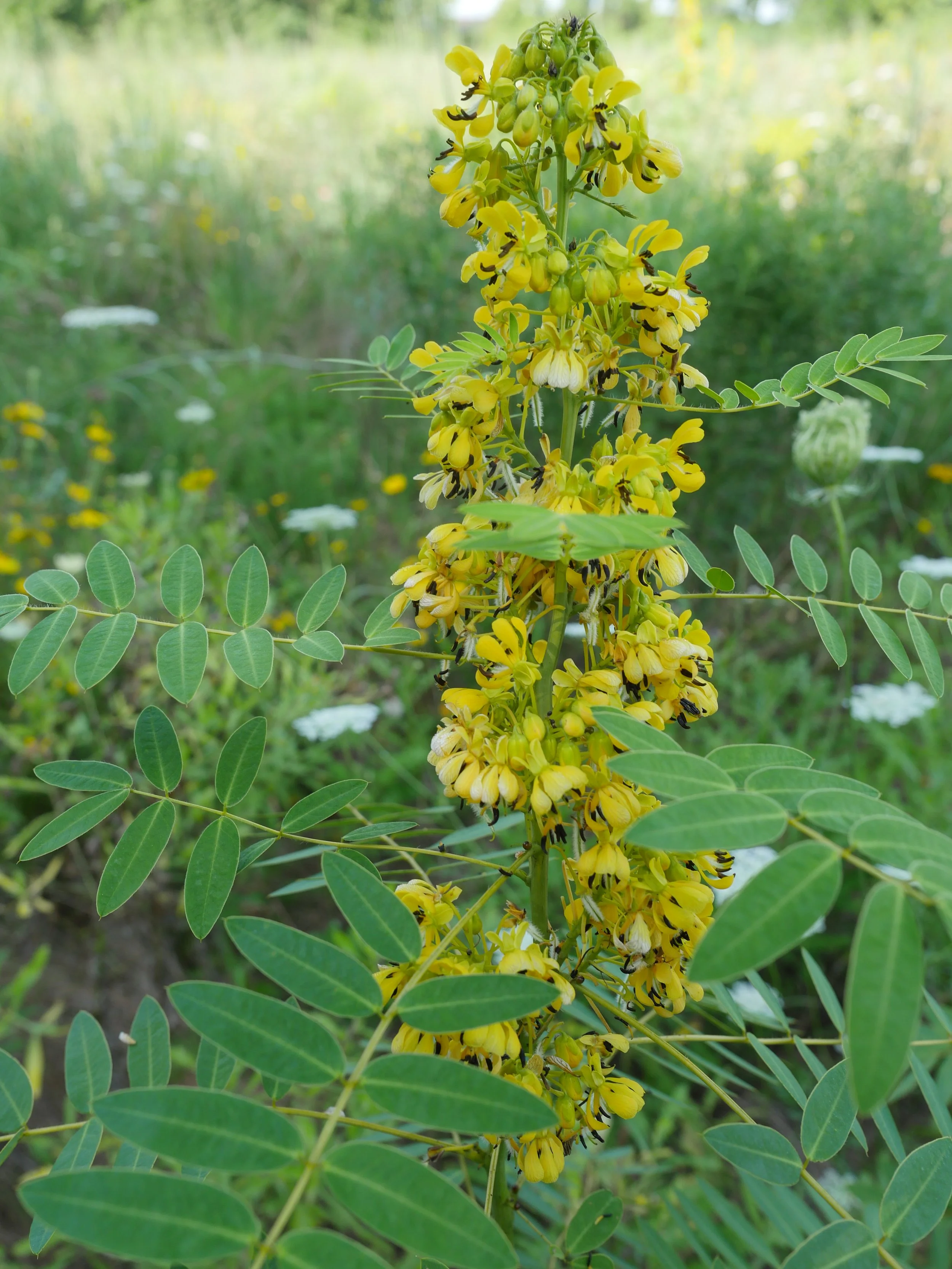 American Senna (Senna hebecarpa)