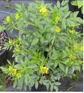 Golden Alexanders (Zizia aurea)
