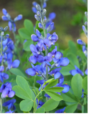 Blue Wild Indigo (Baptisia australis)