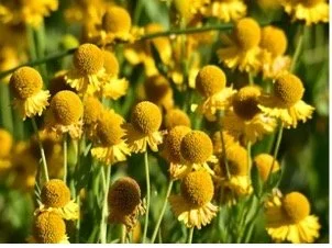 Helen’s Flower/ “Sneezeweed” (Helenium autumnale)