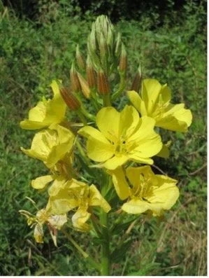 Common Evening Primrose (Oenothera biennis)