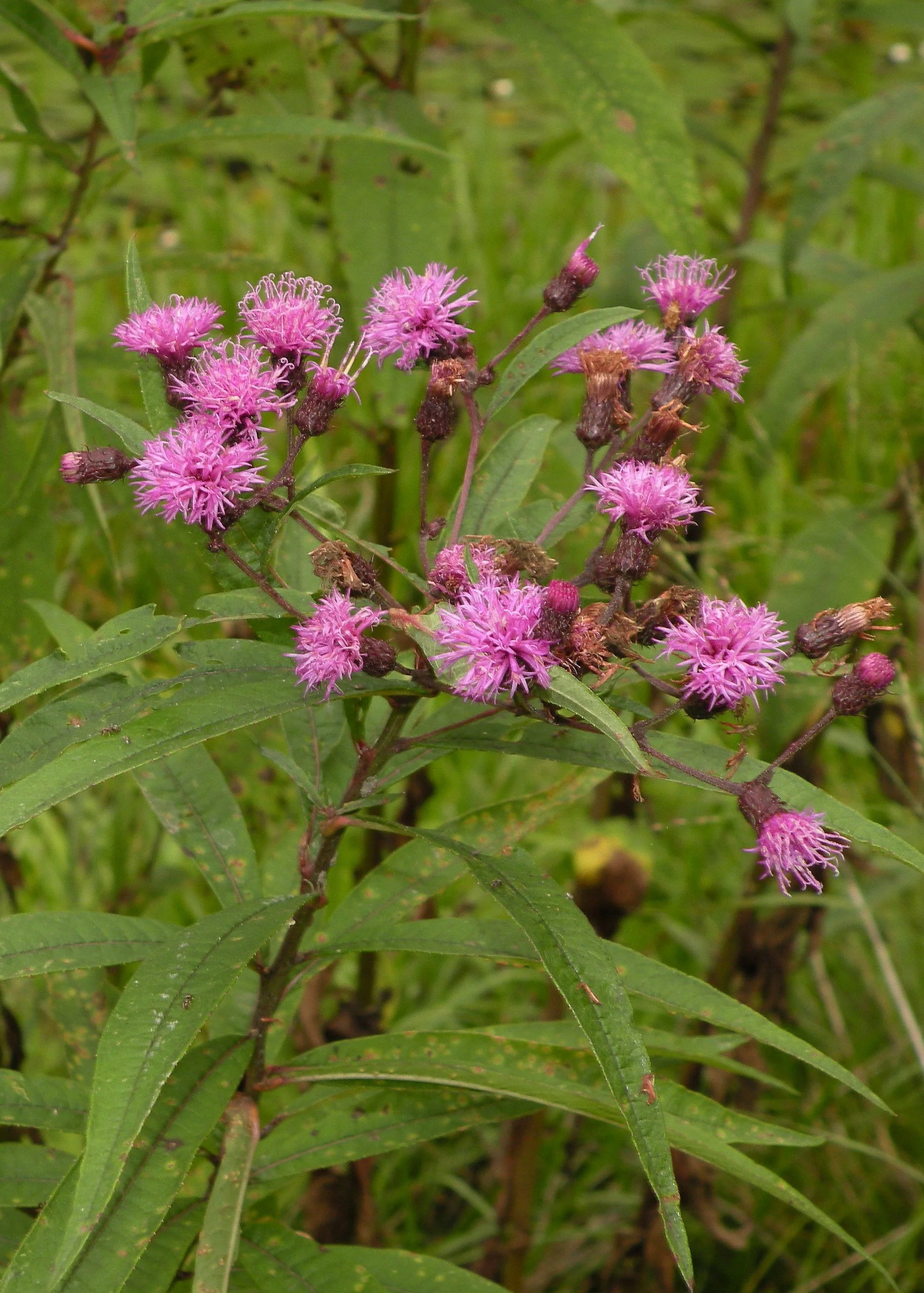 New York Ironweed (Vernonia noveboracensis)