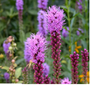 Dense Blazing Star (Liatris spicata)