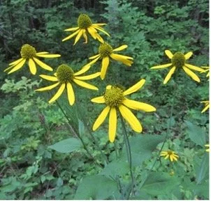 Green-headed coneflower (Rudbeckia laciniata)