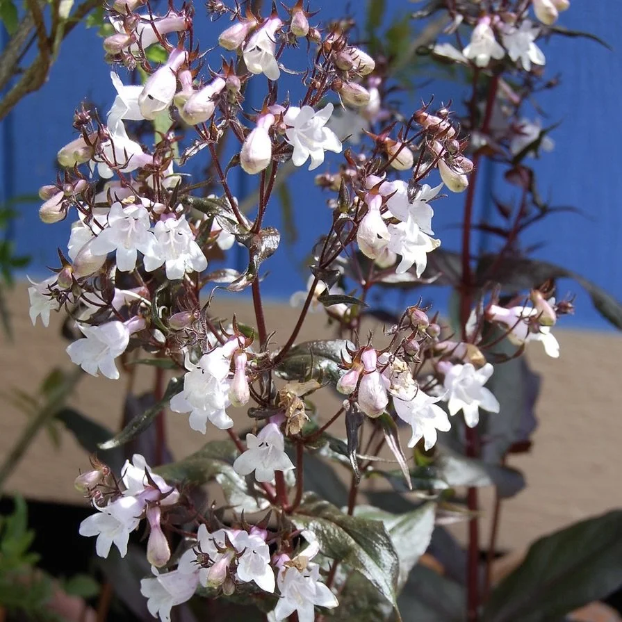 Foxglove beardtongue (Penstemon digitalis)