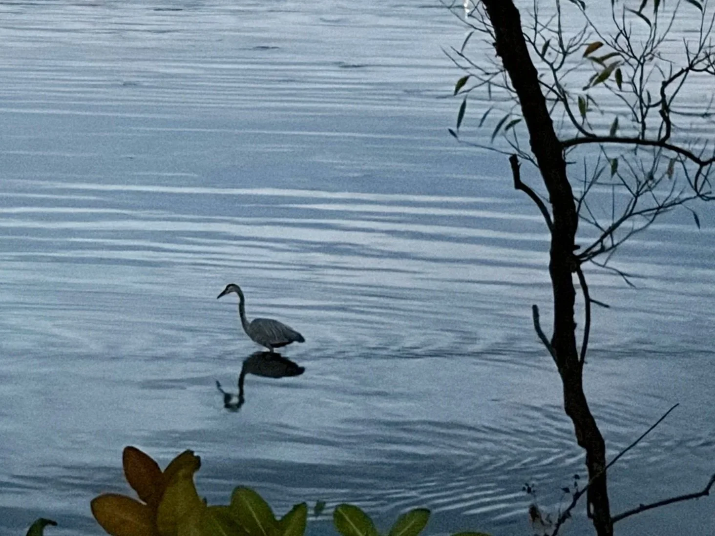 What a Blue Heron Reminded Me About Growth