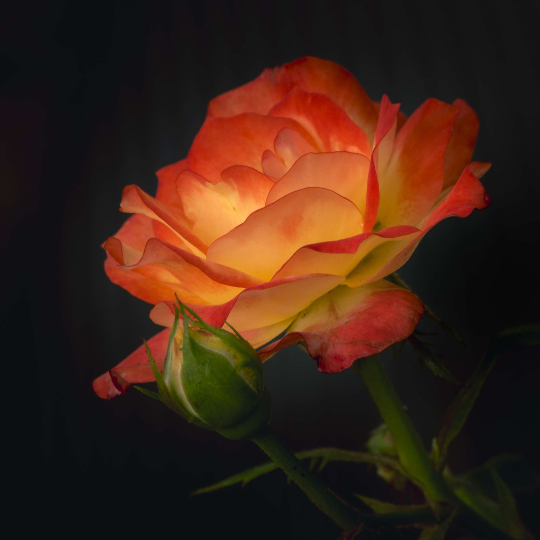 Family Character Clubhouse: Rose, Rose, Thorn, Bud
