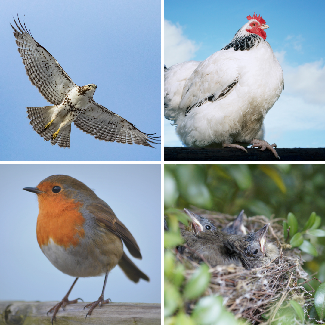 Fun with Character: Patience Like A  Bird 