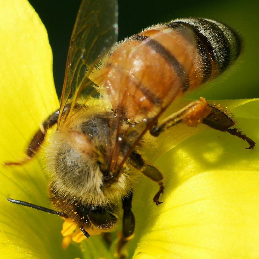 World Bee Day