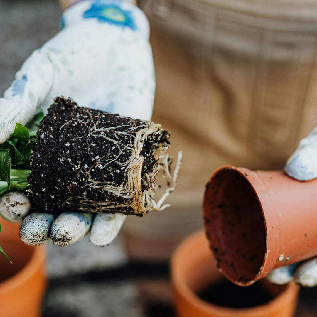 Fun with Character: Green Thumb Wisdom