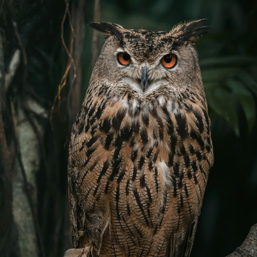 Connecting Wisdom to the Science Curriculum