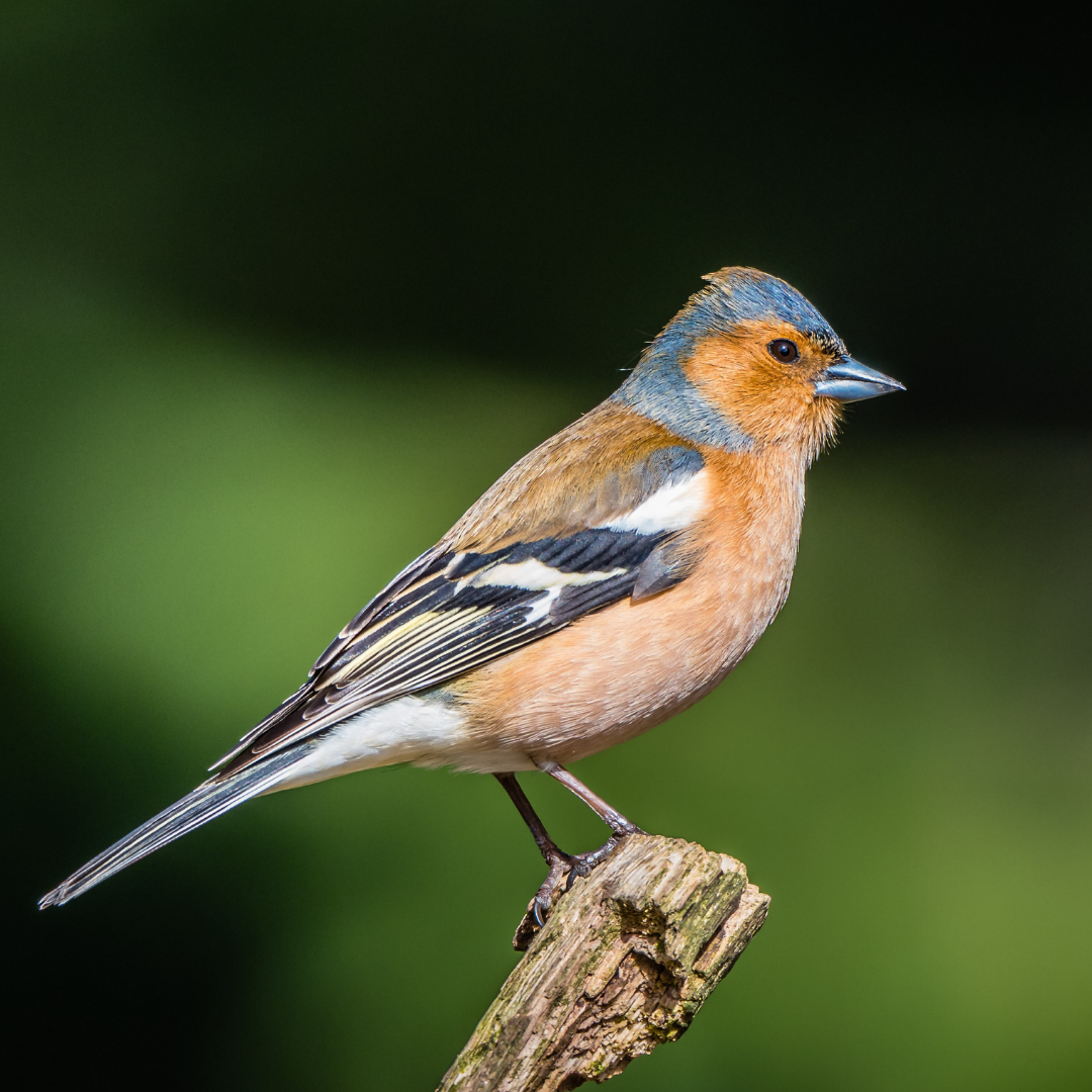 The Birds Teach Dependability