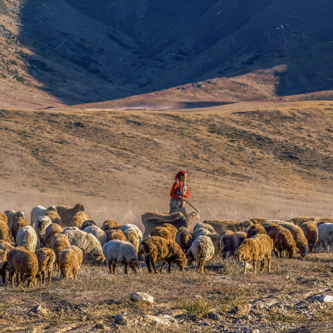 The Parable of the Lost Sheep Teaches Thoroughness