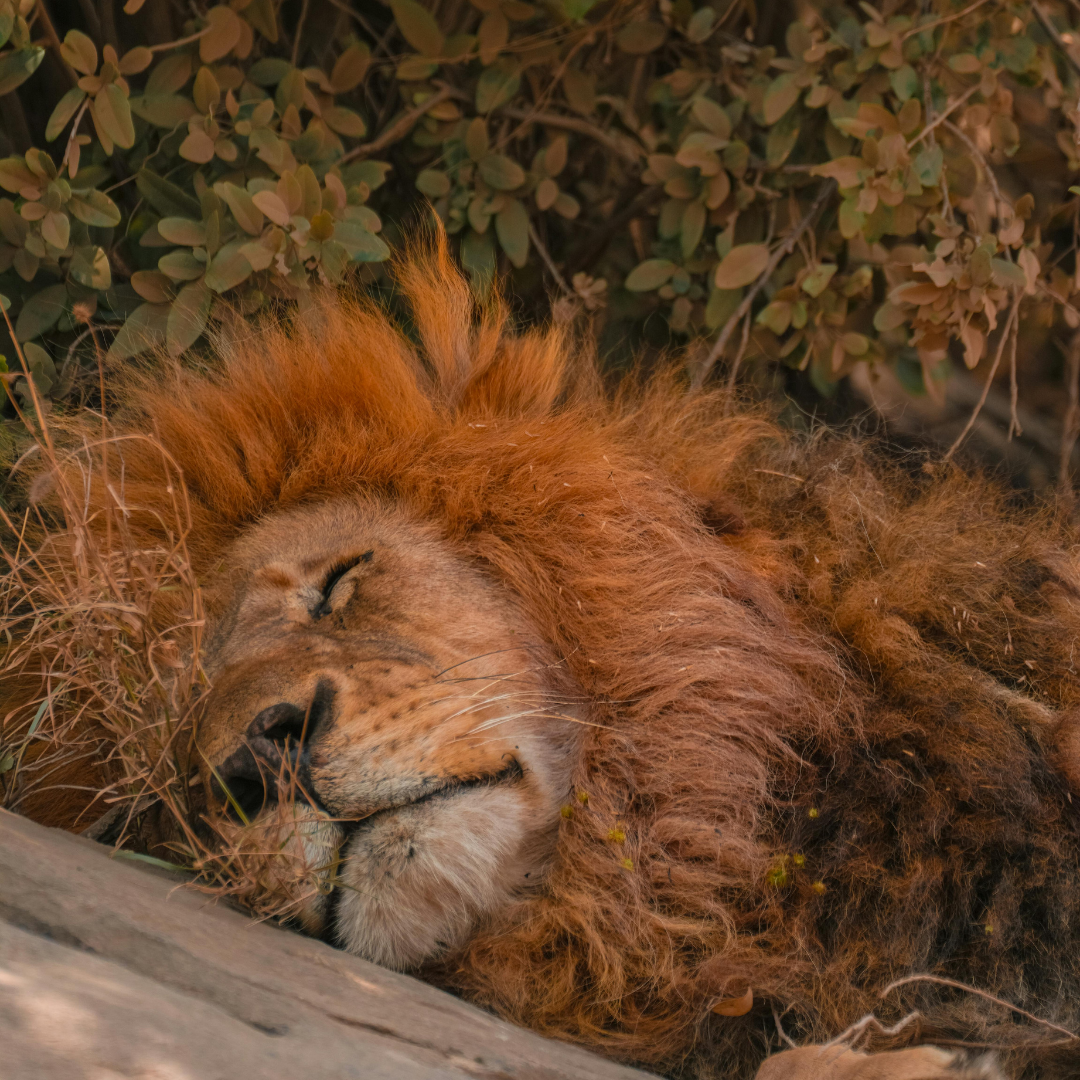 Fun with Character: The Cowardly Lion
