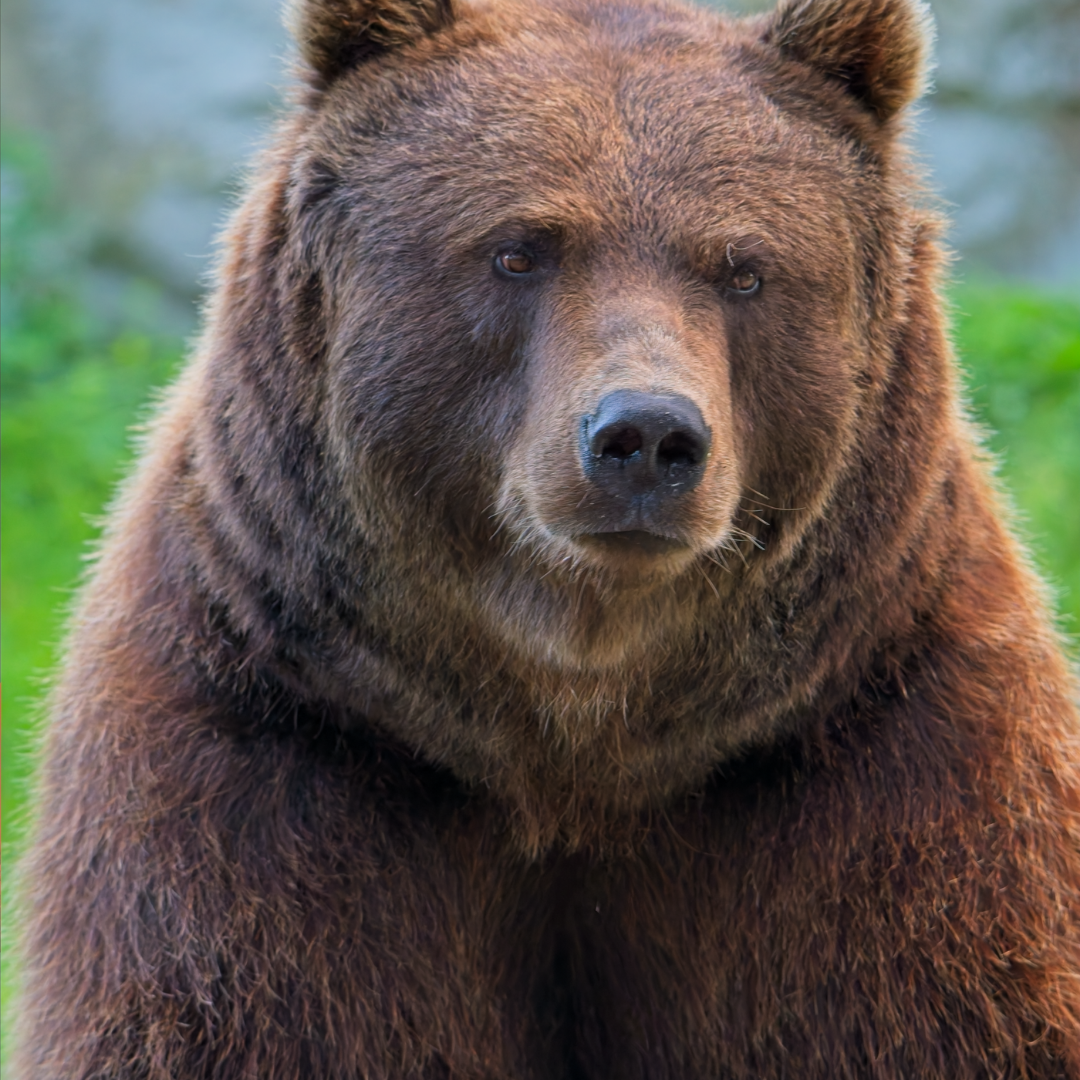 Fun with Character: We’re Going On A Bear Hunt!