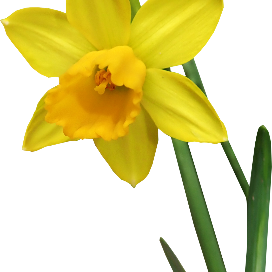 Fun with Character: The Daffodil Principle
