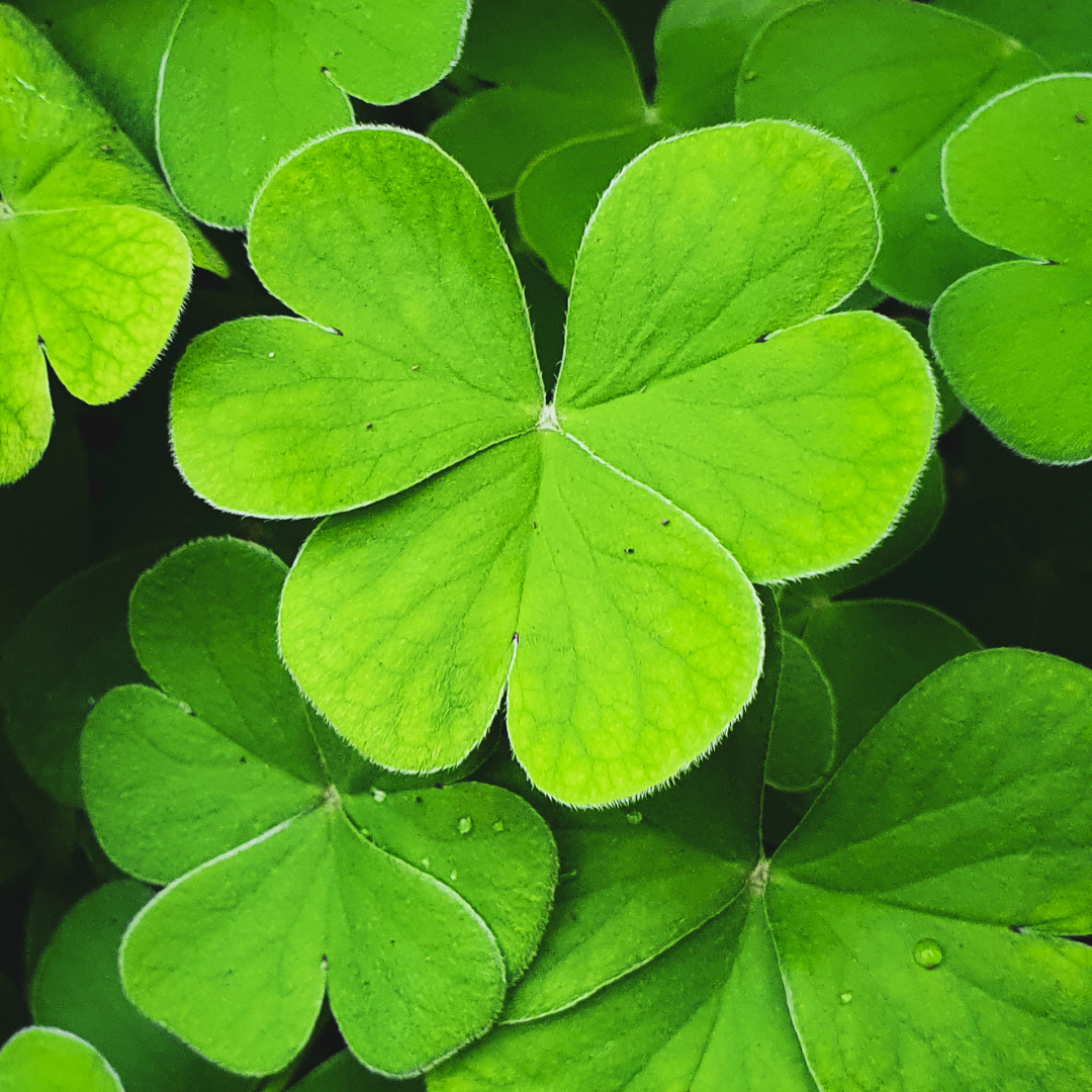 Getting to Know You: Shamrock Shuffle 