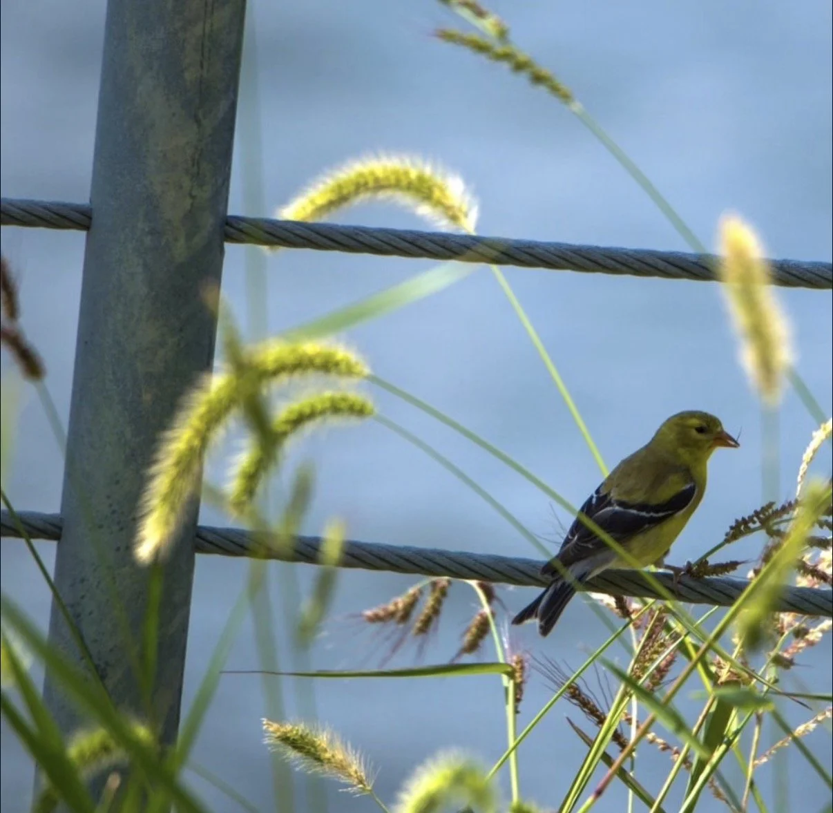 Celese Lopez @tasha10469