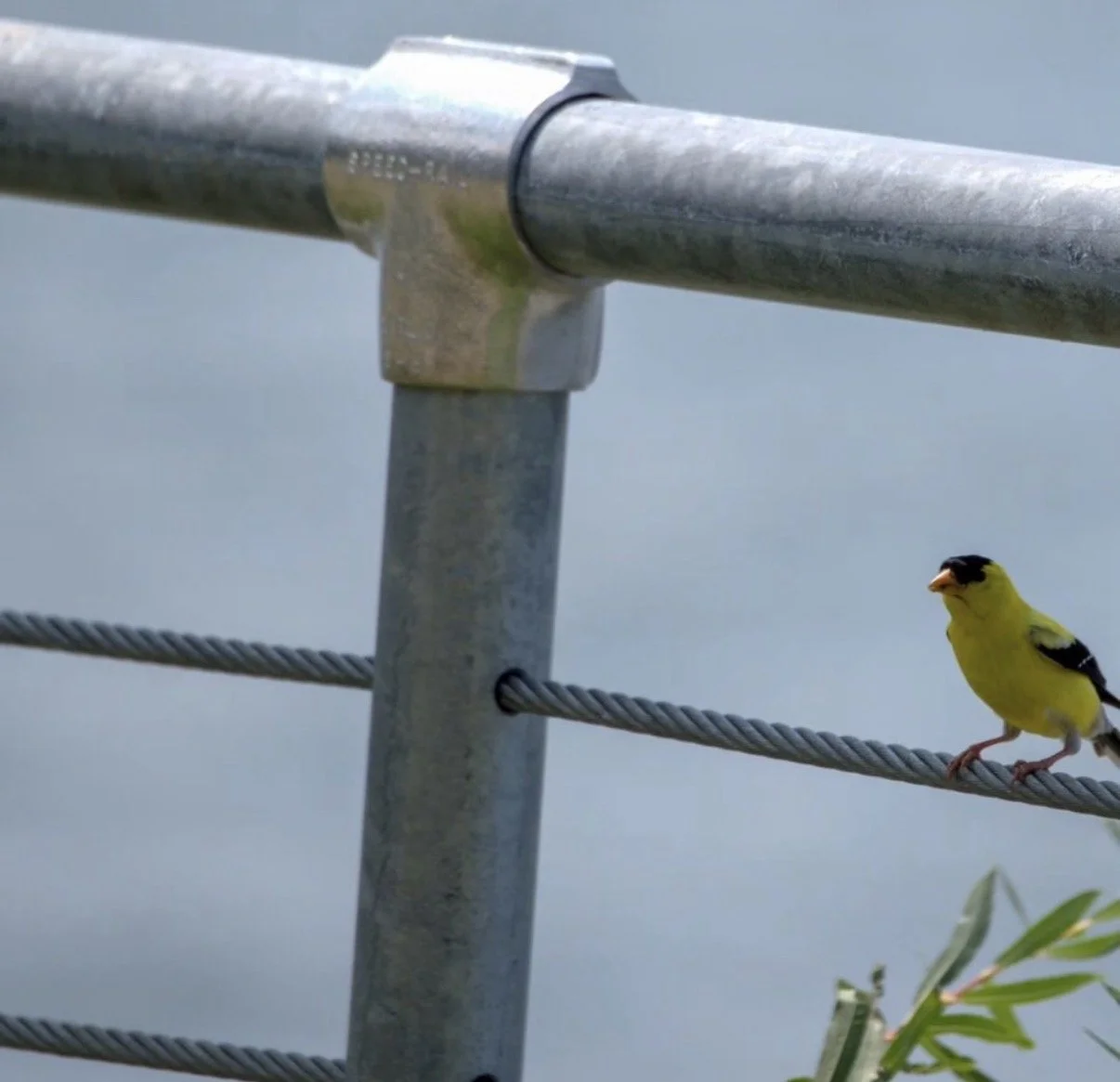 Celese Lopez @tasha10469