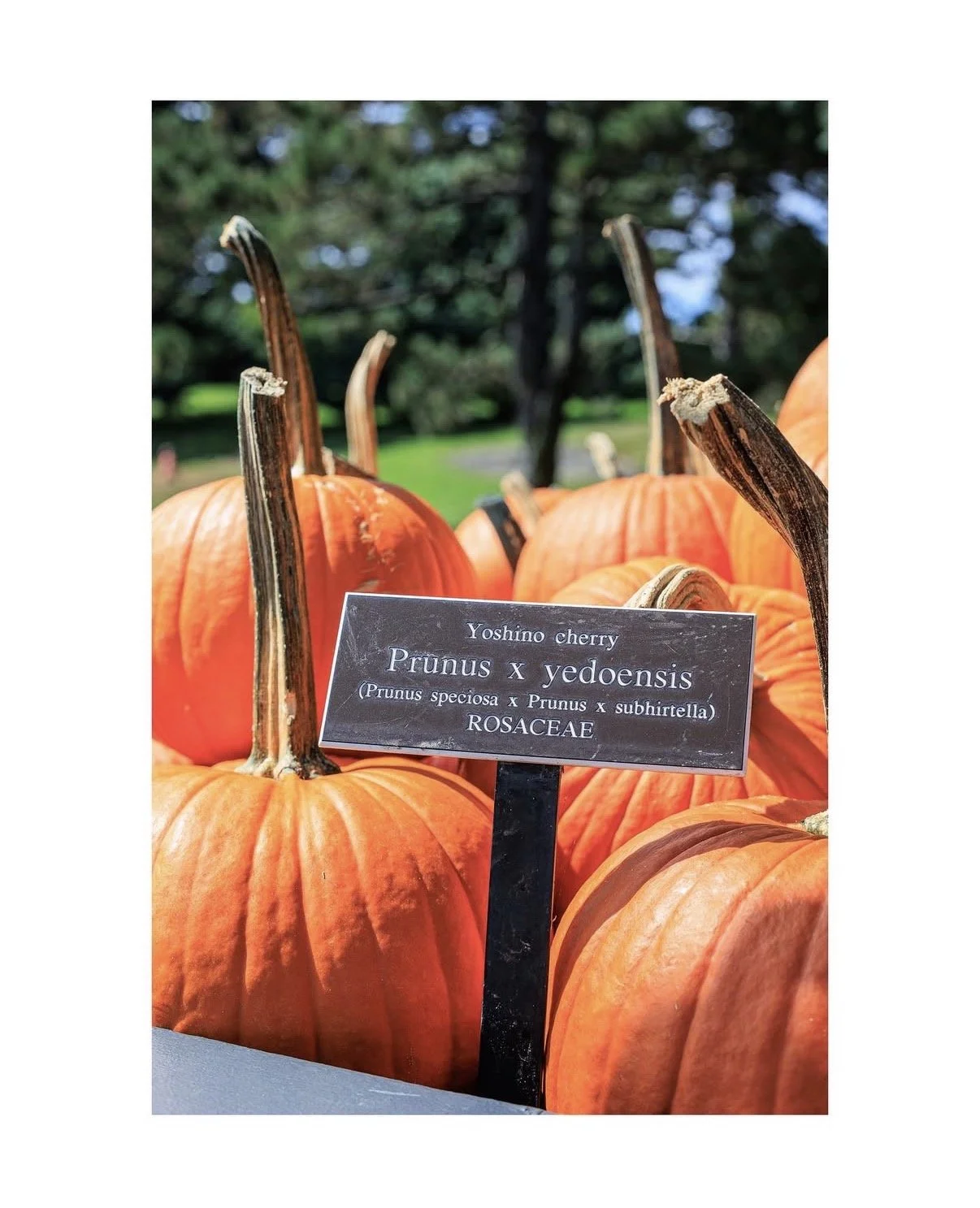 Carmen De La Cruz @nemracsphotos