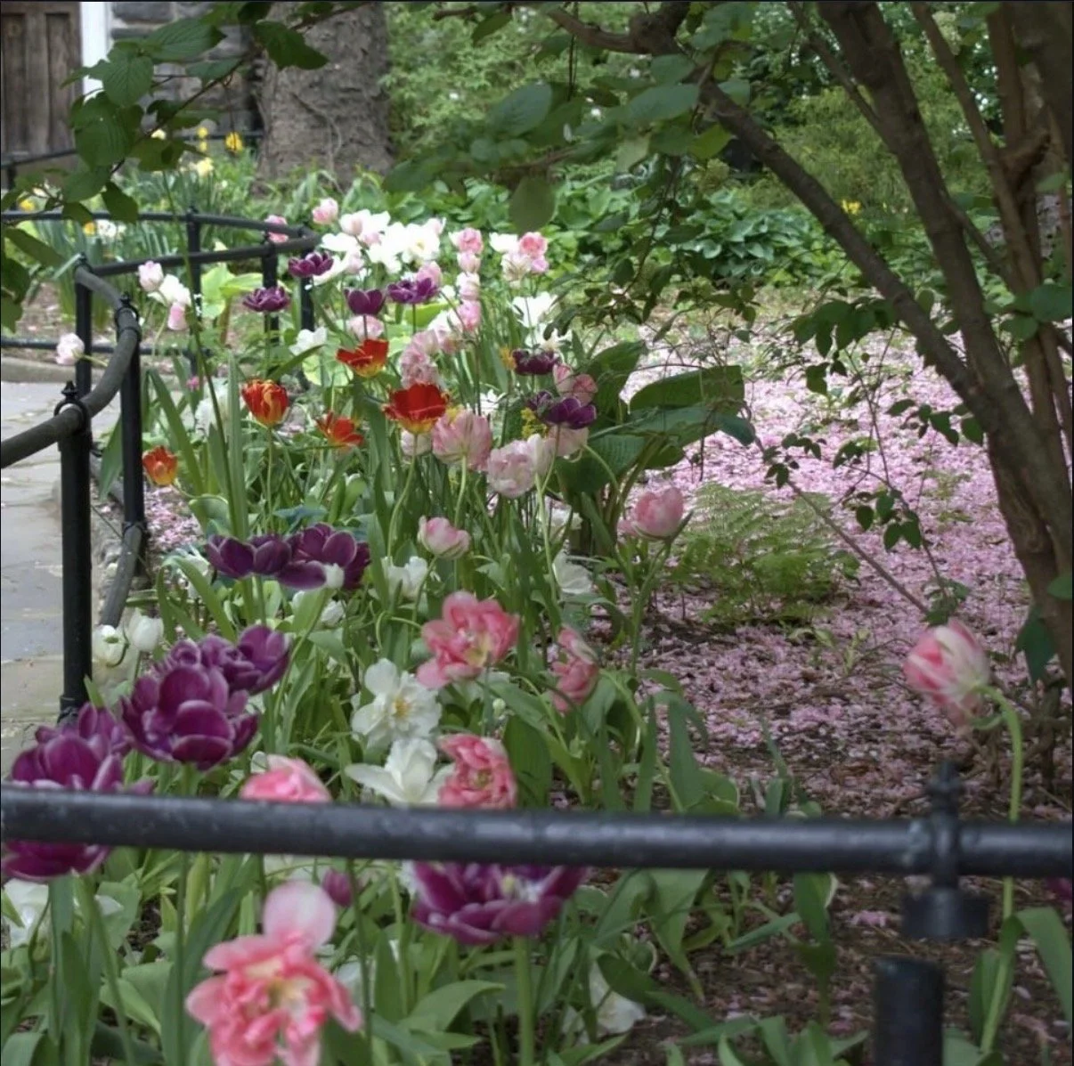 Celese Lopez @tasha10469