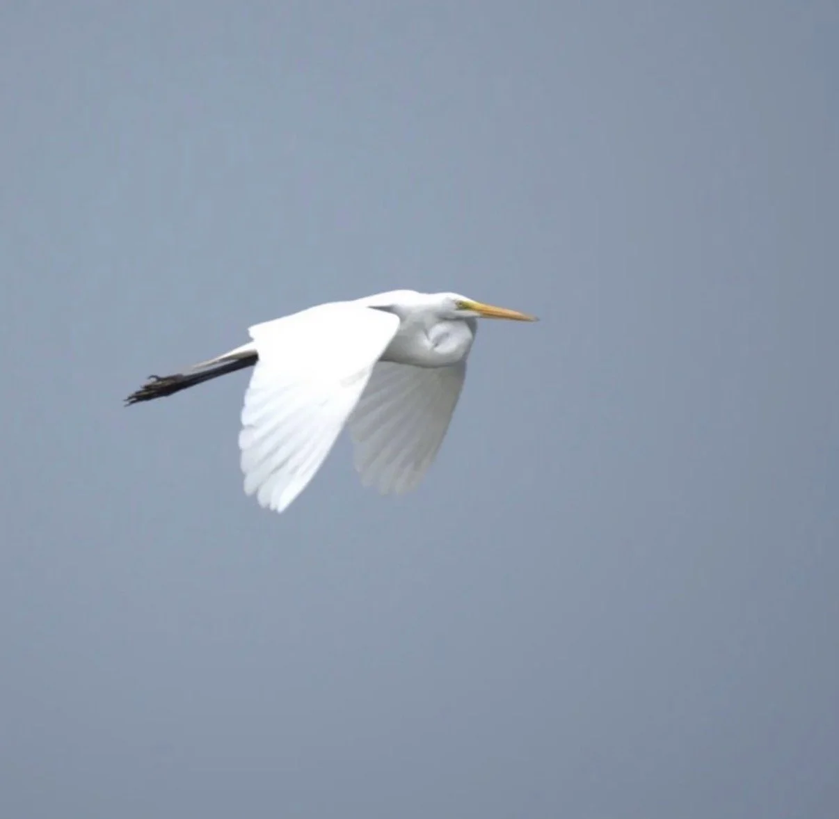 Celese Lopez @tasha10469