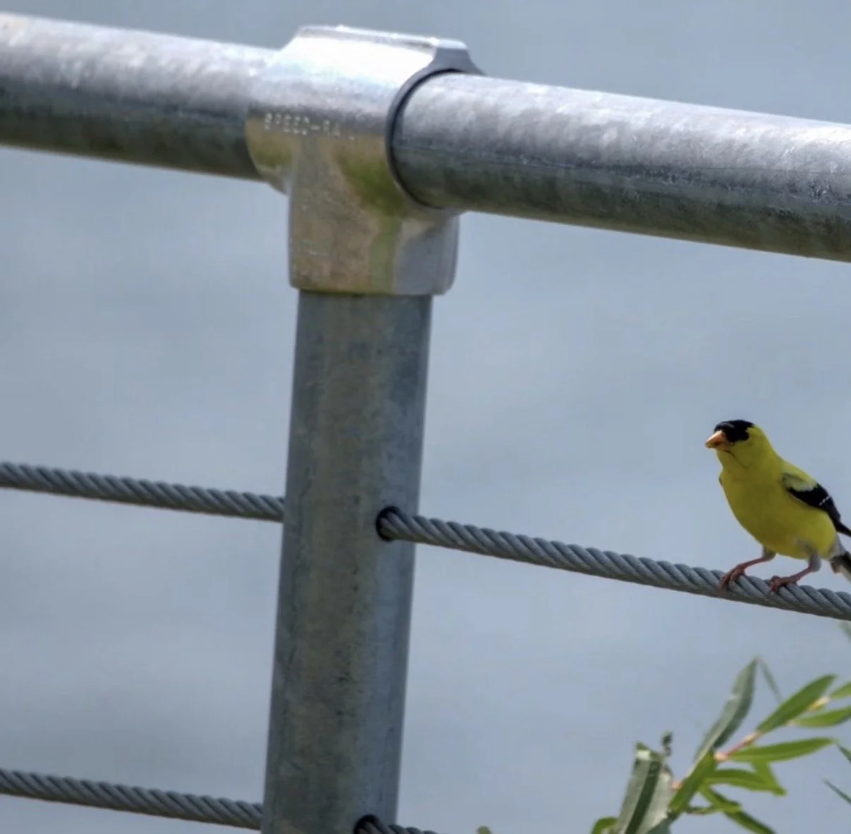 Celese Lopez @tasha10469