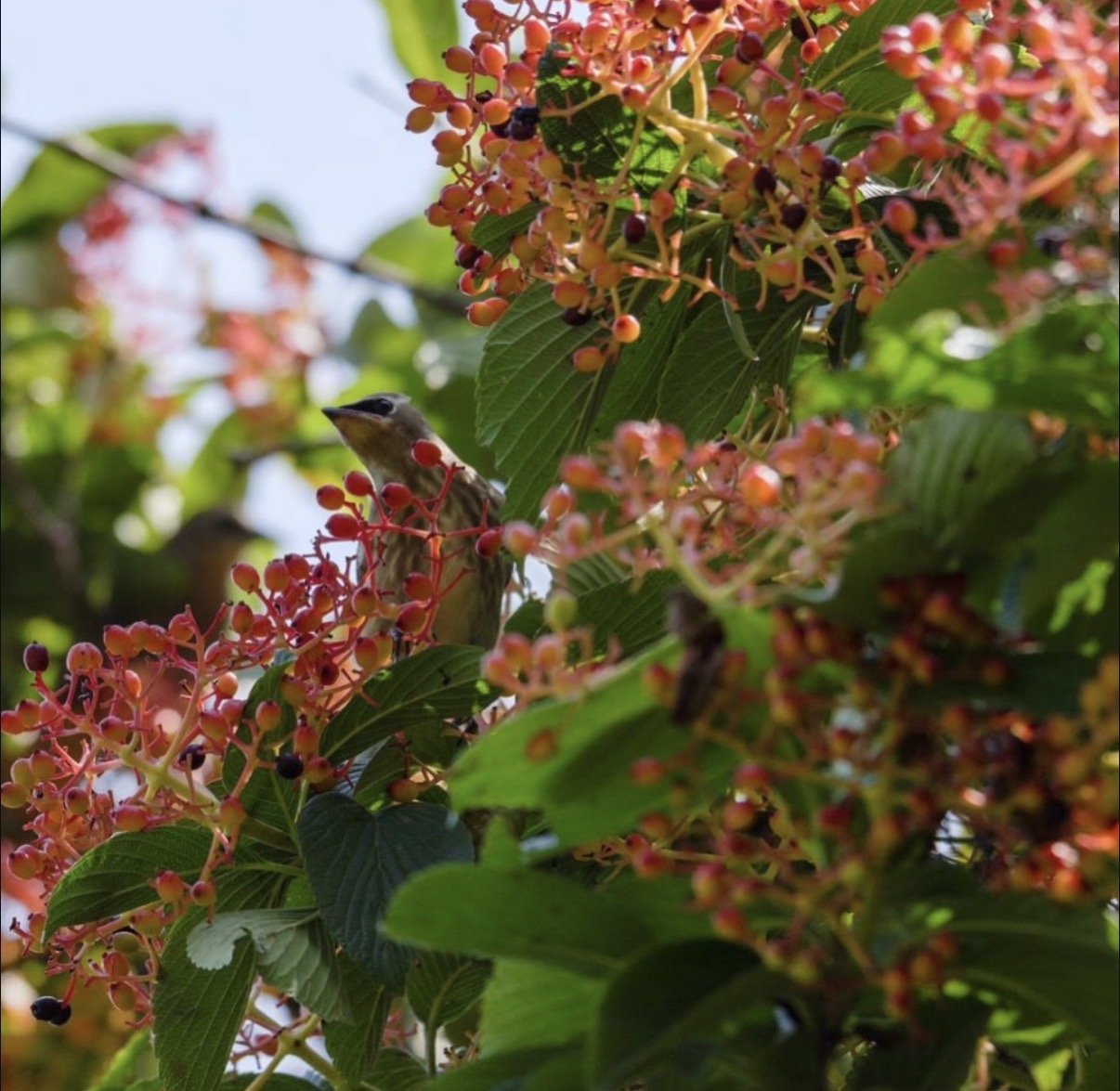 Celese Lopez @tasha10469