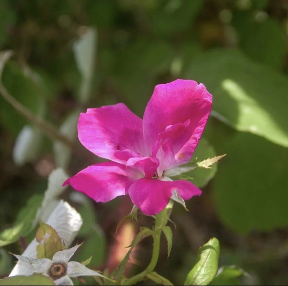 Celese Lopez @tasha10469