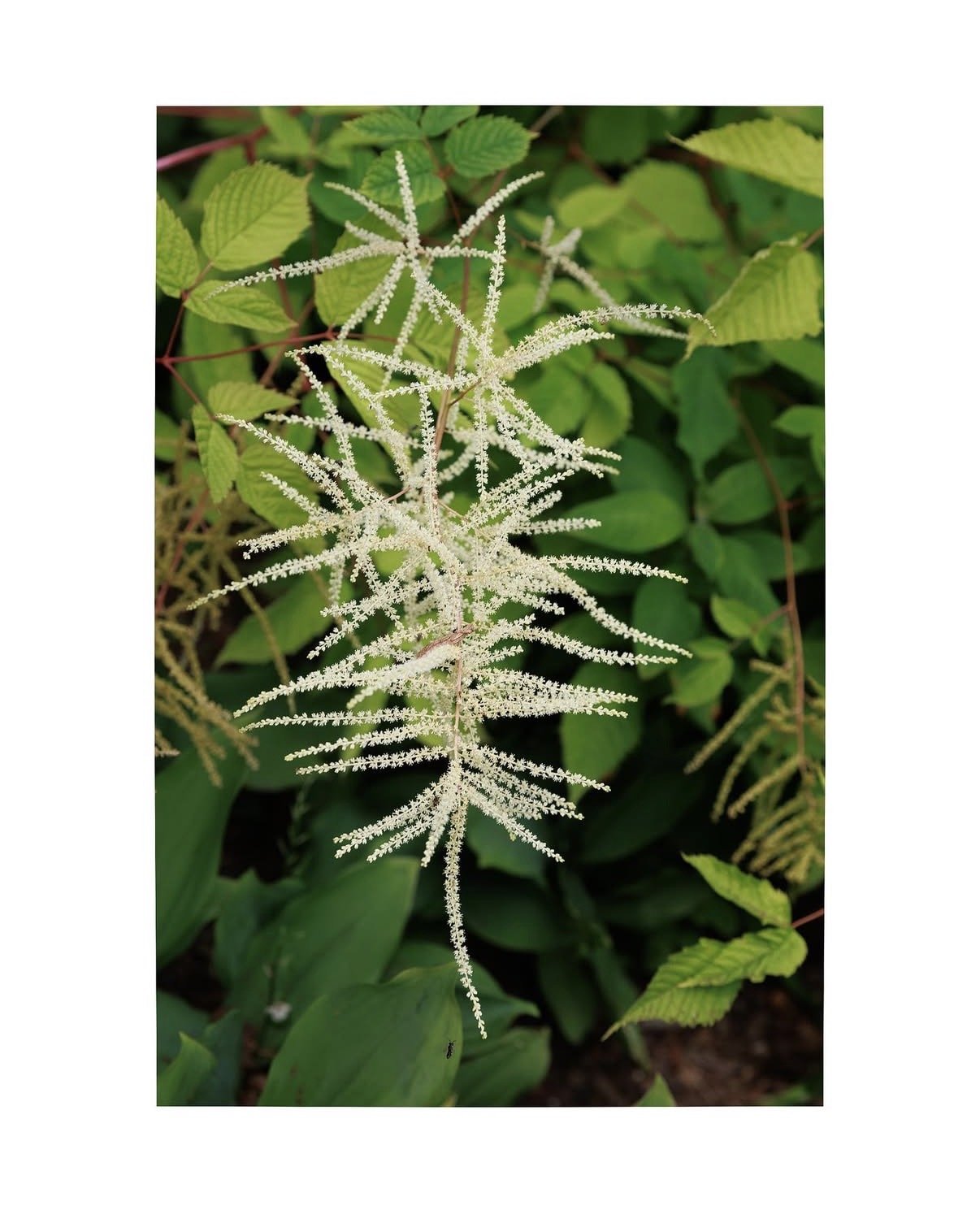 All images in this gallery taken by Carmen De La Cruz @nemracsphotos