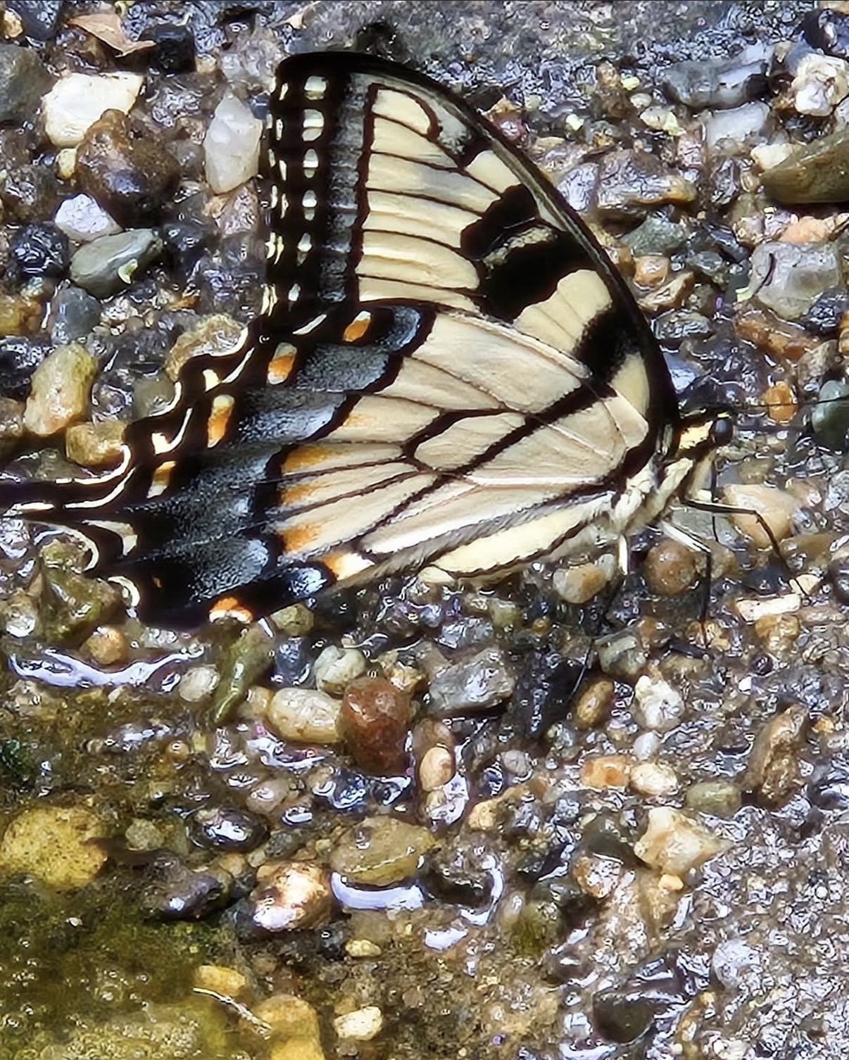 Celese Lopez @tasha10469