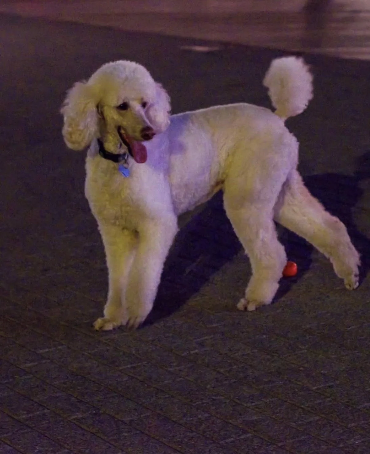 Celese Lopez @tasha104969
Model: Stacey-Ann Green @staceyinthebloom