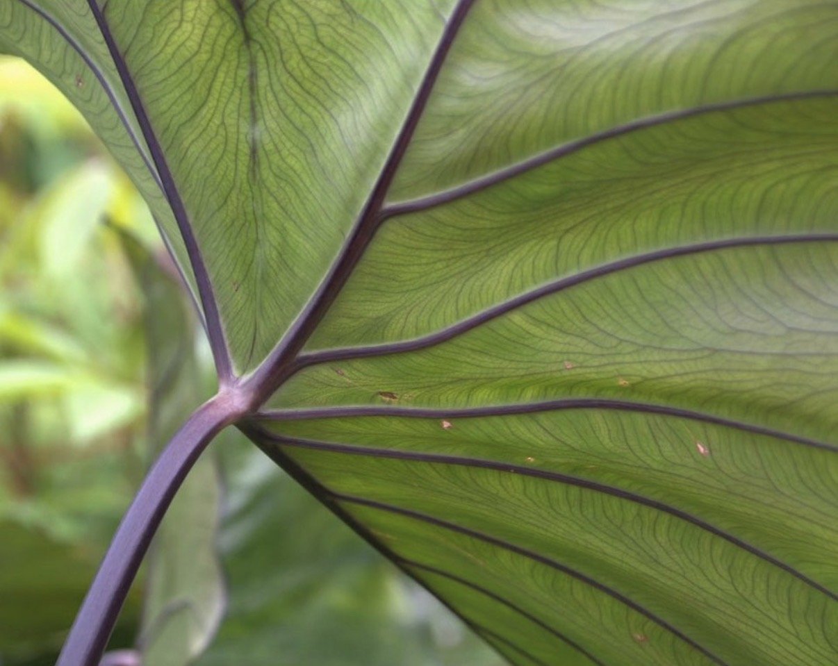 Celese Lopez @tasha10469