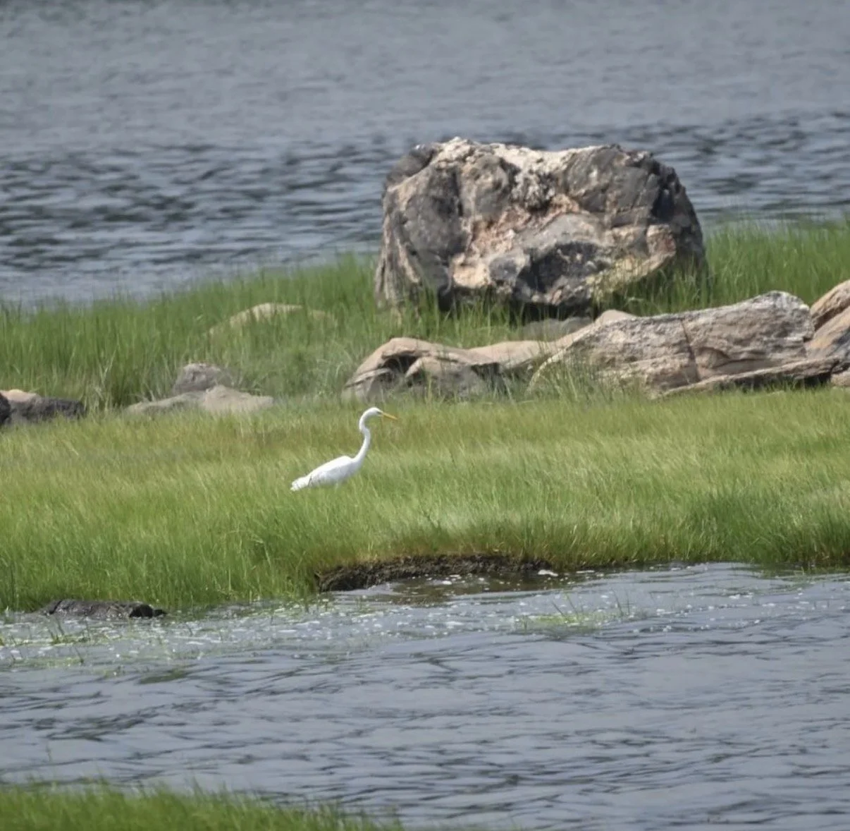 Celese Lopez @tasha10469