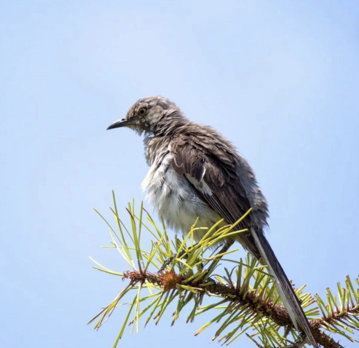 Celese Lopez @tasha10469