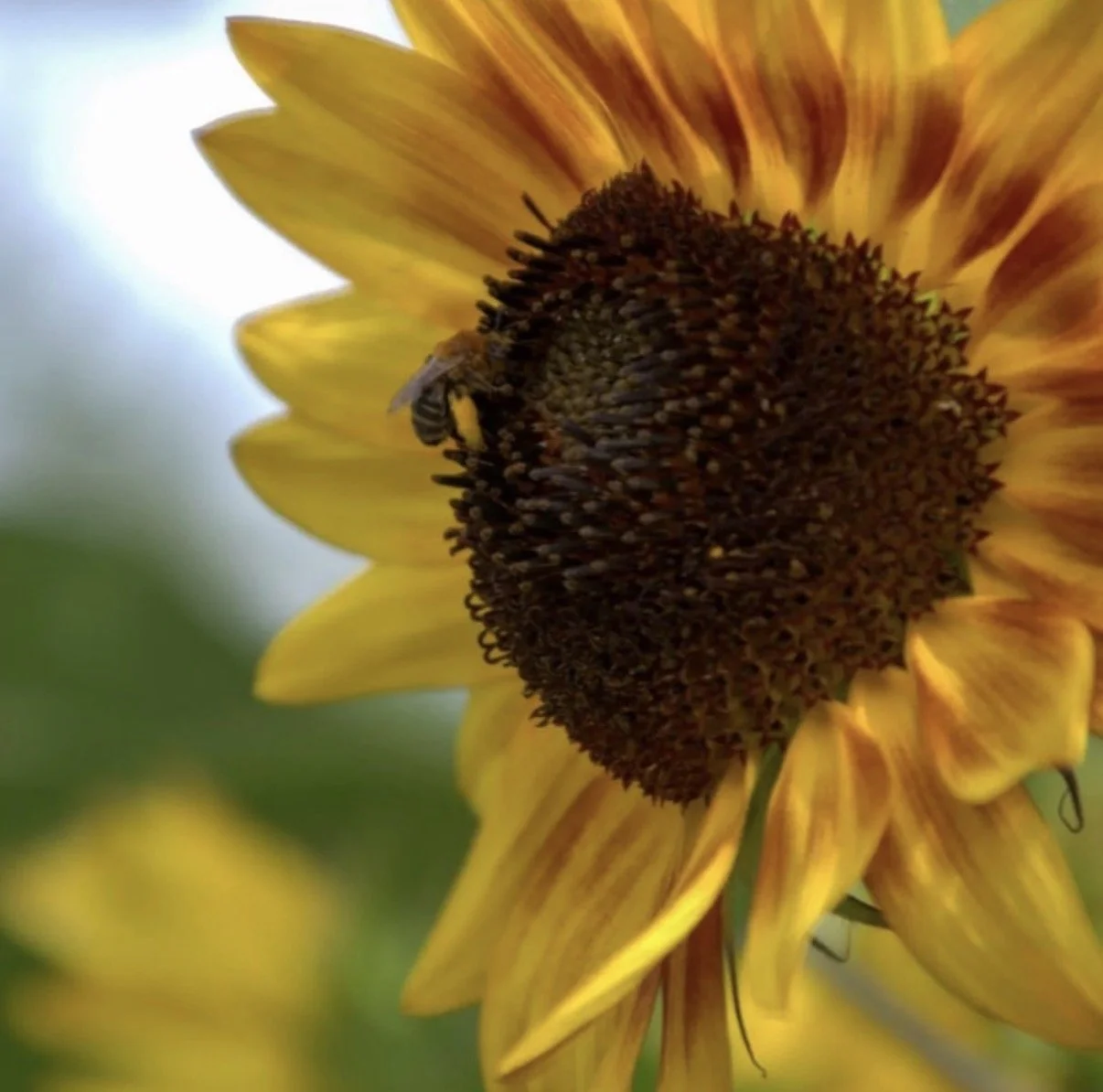 Celese Lopez @tasha10469