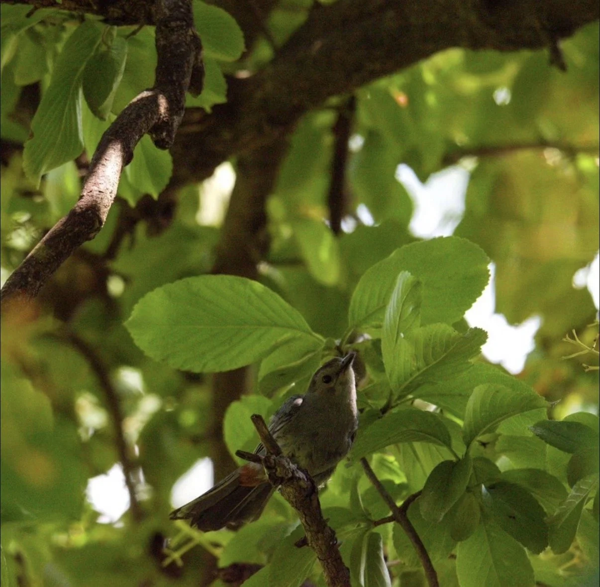 Celese Lopez @tasha10469