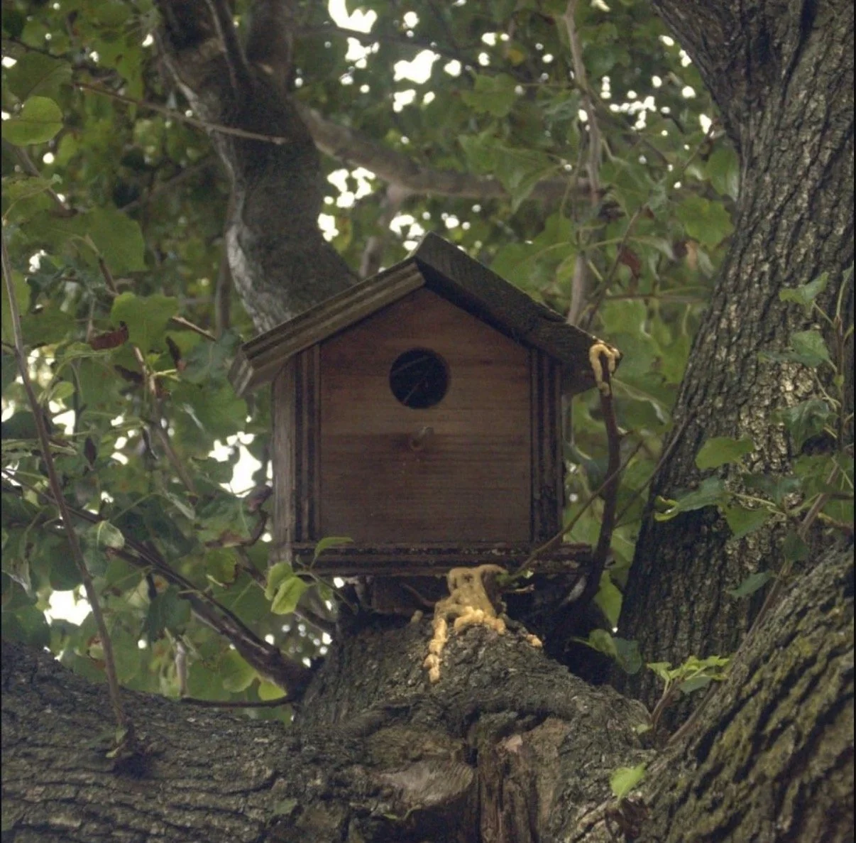 Celese Lopez @tasha10469