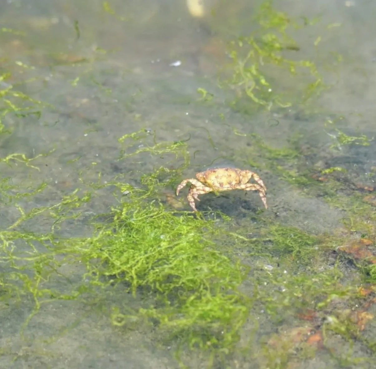 Celese Lopez @tasha10469