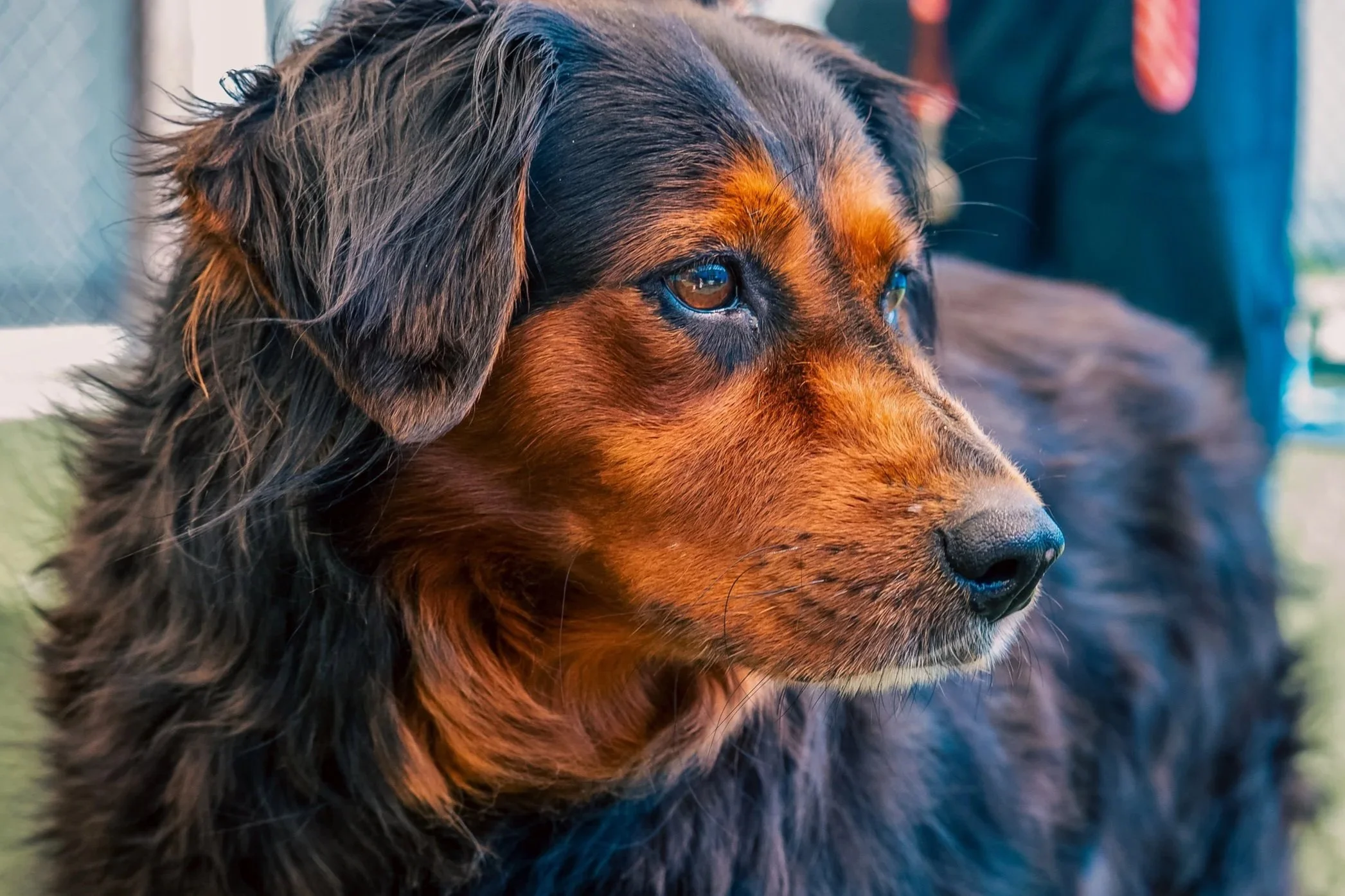 Close-up of a Bernese Mountain Dog with black, brown, and white fur, looking to the right