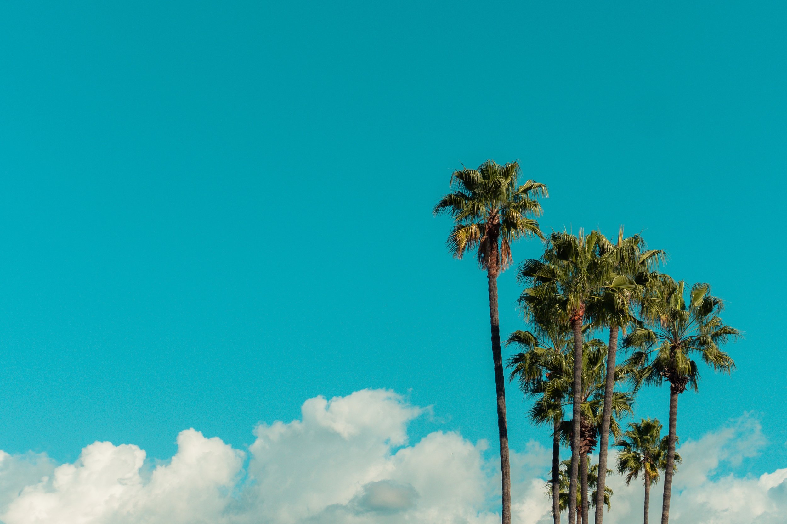 blue sky and palm trees integrative trauma therapy for adults online emdr trauma therapy for adults aetna cigna alma alaska california new hampshire nevada pennsylvania texas