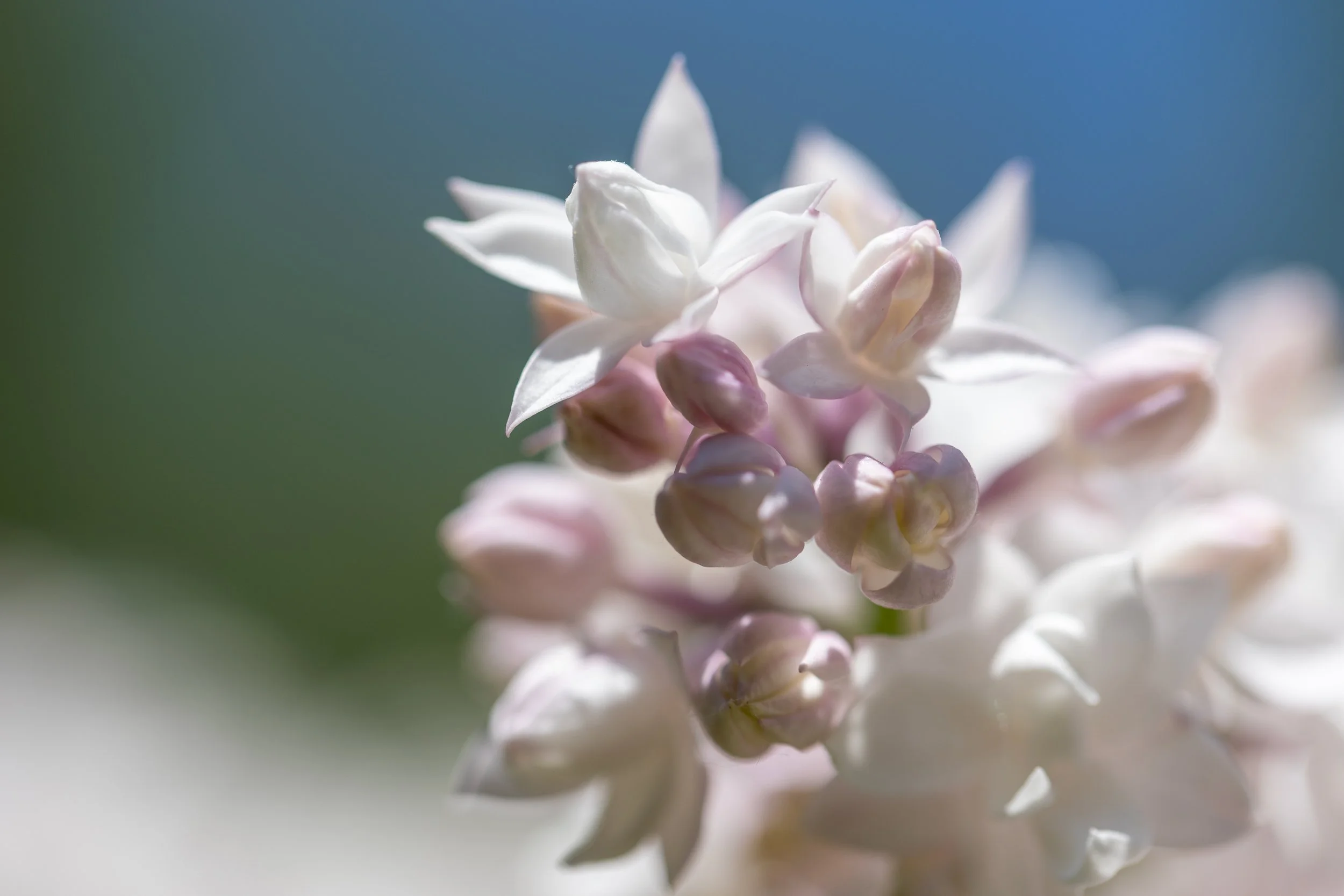 Close-up of light pink and white hydrangea flowers with a blurred background with the text 'Good Faith Estimate'