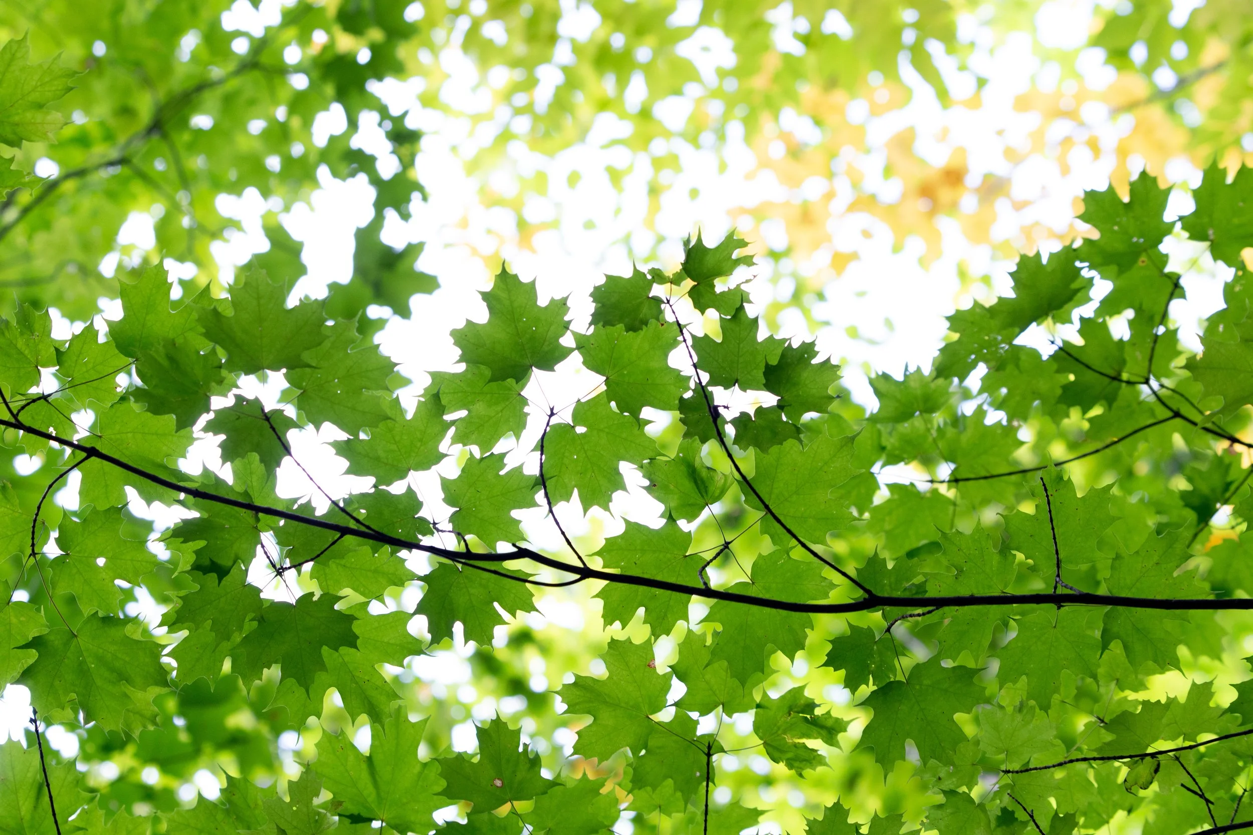 Green maple leaves on tree branches with sunlight filtering through, creating a bright and lush canopy.