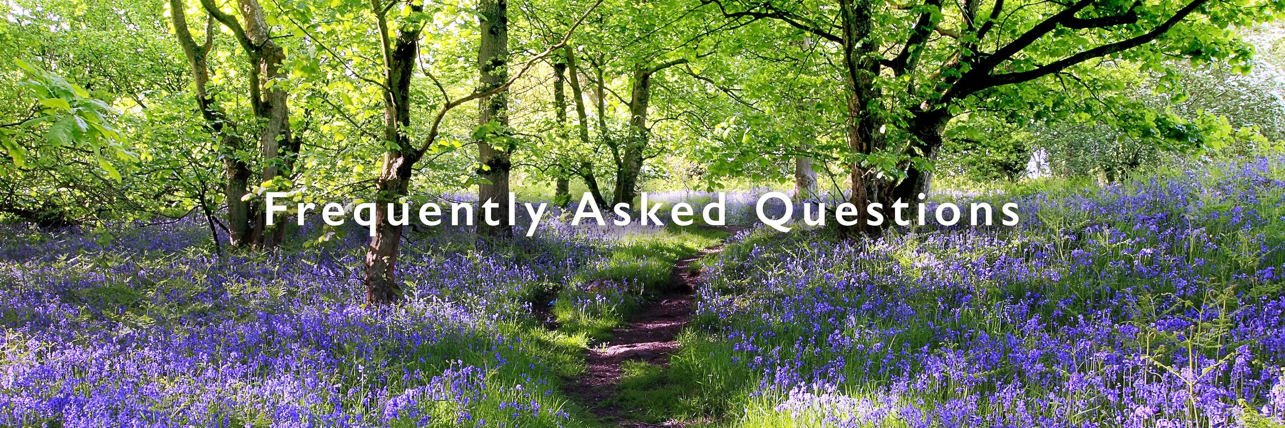 A scenic view of a lush green forest with a dirt path leading through a meadow filled with purple wildflowers, under a canopy of trees with sunlight filtering through.