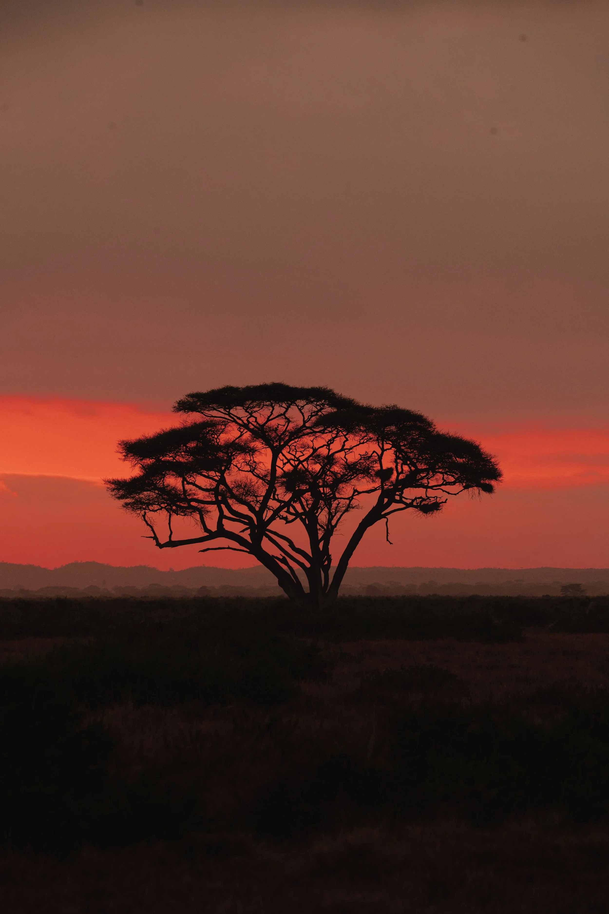 Albero africano solitario durante il tramonto con cielo rosa e arancione.