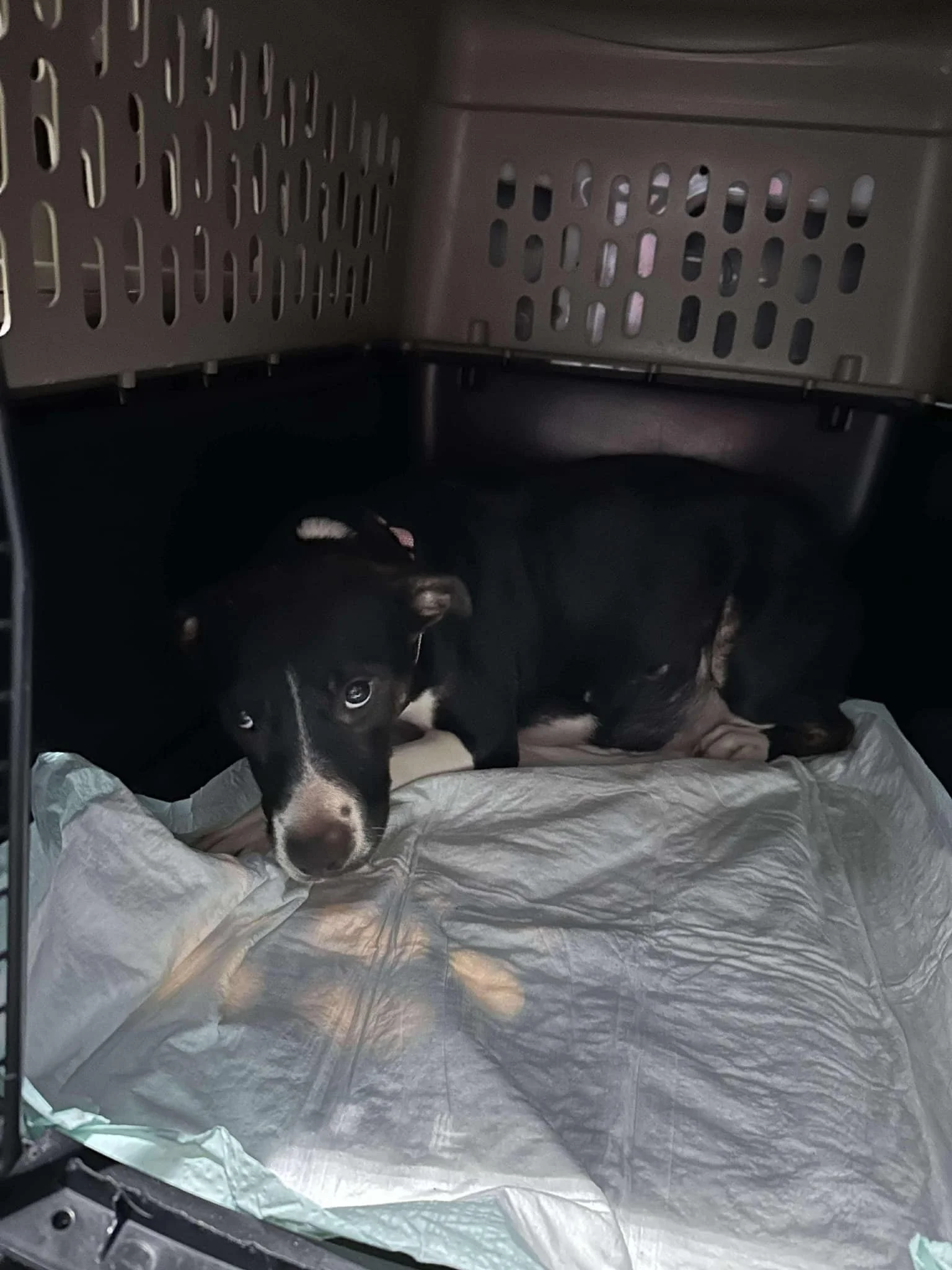 the Place Maple Wasn’t Meant to THRIVE.