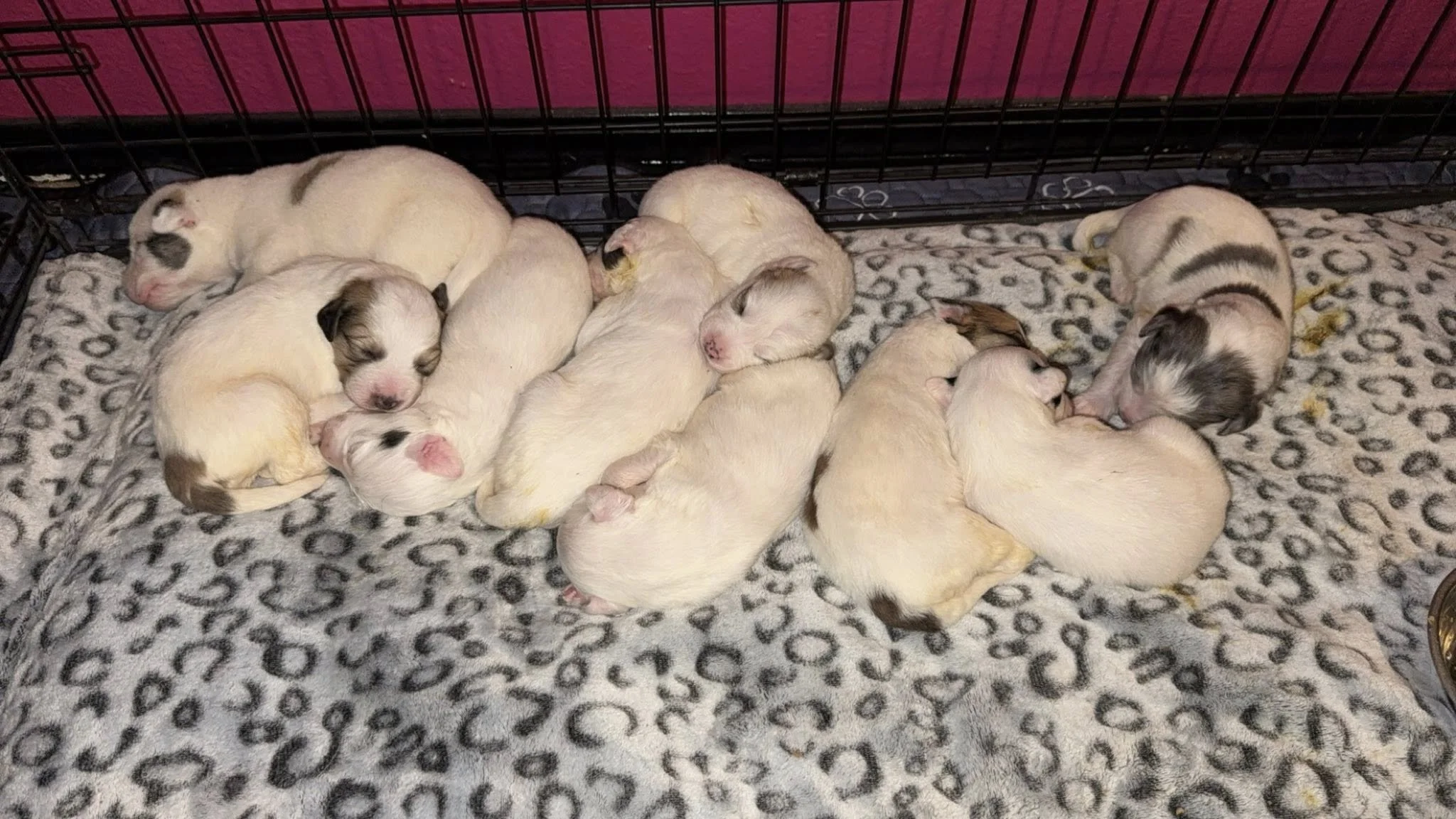 THIS IS A CRISIS. WE arE DONE WHISPERING.