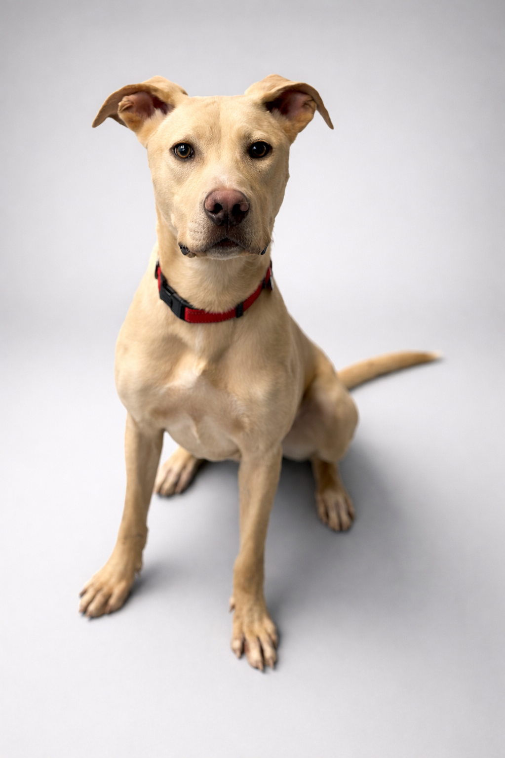 He Watched His Human Die